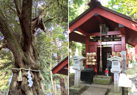 <Web割対象商品>【キングツアーバス旅】今年の干支は馬!話題の勝馬神社と夢叶えの大杉神社 JRA 美浦トレーニング・センターの資料館見学も♪〔府中・調布発〕1